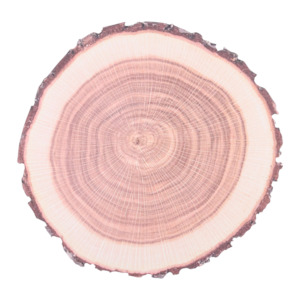 Paper Placemats Tree Trunk Set of 10