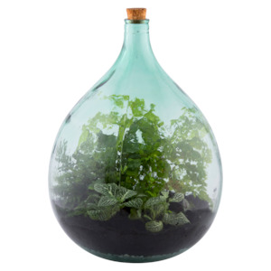 Boxing Day Sale: Terrarium Bottle 35L