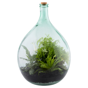 Boxing Day Sale: Terrarium Bottle 55L