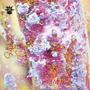 SAUCO - Qoa Stack Records