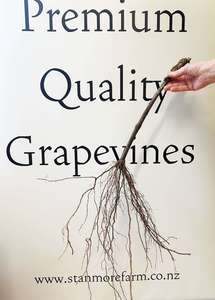 Table Grapes – Uzbekistan Muscat