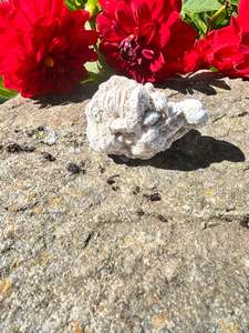 Desert Rose