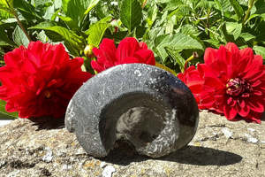 Towers: Goniatites Fossil