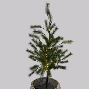Trees: Small Green Pine Tree
