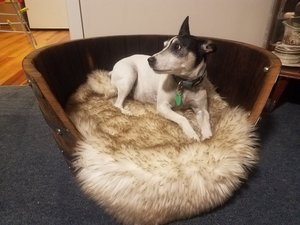 Products: Oak Pet bed - STIM CRAFTMANSHIP