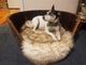 Oak Pet bed - STIM CRAFTMANSHIP