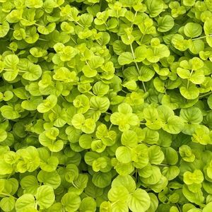 Aquatic Plants: Golden Creeping Jenny