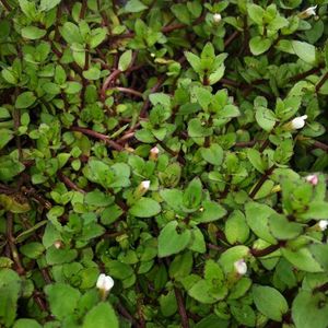 Aquatic Plants: Gratiola (NZ Native)