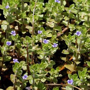 Aquatic Plants: Hairy Bacopa