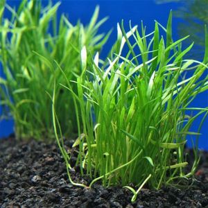 Aquatic Plants: Micro Sword Grass (NZ Native)