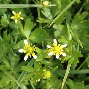 Aquatic Plants: Waoriki (NZ Native)