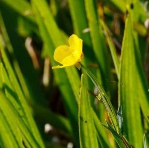 Aquatic Plants: Water Buttercup