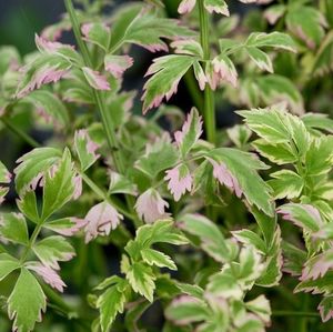 Aquatic Plants: Water Celery