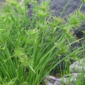 Aquatic Plants: Dwarf Papyrus