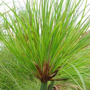 Aquatic Plants: Egyptian Paper Rush