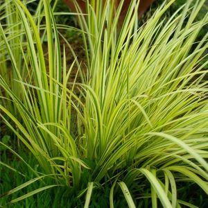 Aquatic Plants: Golden Japanese Sweet Flag