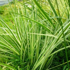 Aquatic Plants: Green Japanese Sweet Flag