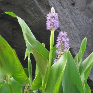 Aquatic Plants: Pond Pickerel