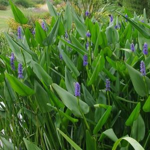 Aquatic Plants: Slender Pickerel Weed