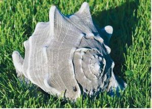 Dragonstone: Conche Shell