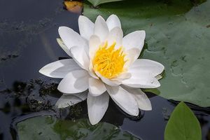 Aquatic Plants: Hardy Water Lily