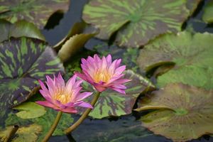 Aquatic Plants: Tropical Water Lily