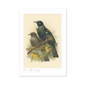 Vintage Bird Prints: Tui Buller's Bird A3 Print