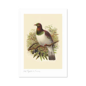 Vintage Bird Prints: Kereru Buller's Bird A3 Print