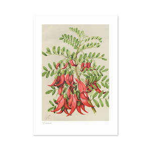 Botanical Illustrations: Botanical Illustration Kakabeak A3 Print