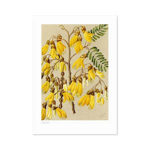 Small Prints: Botanical Illustration Kowhai Print