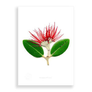 Pohutukawa: Flora Pohutukawa Portrait A2 Print
