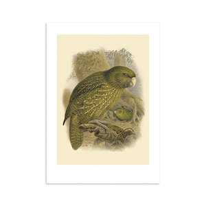 Vintage Bird Prints: Kakapo Buller's Bird Print