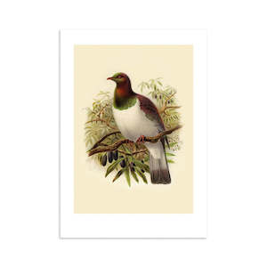 Kereru Buller's Bird Print