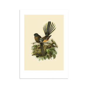 Vintage Bird Prints: Fantail Buller's Bird Print