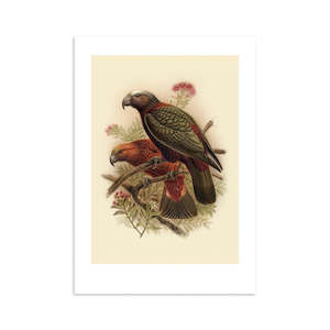 Vintage Bird Prints: Kaka Buller's Bird Print