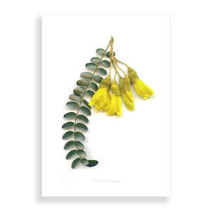 Artists Prints: Flora Kowhai Flower Group A2 Print