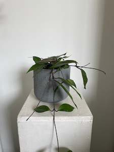 Hoya Carnosa Wax Plant