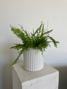 Boston Fern