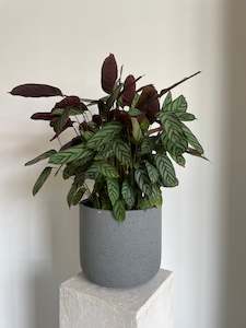 Plants: Ctenanthe Setosa