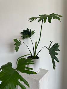 Plants: Philodendron Selloum Hope