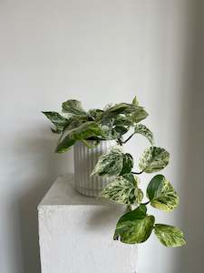 Marble Queen Pothos Variegated