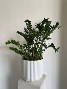 Plants: Zamioculcas Zanzibar Gem Tall