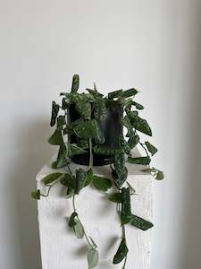 Plants: Satin Pothos