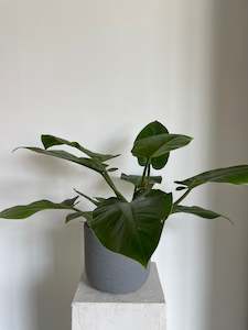 Plants: Philodendron Imperial Green