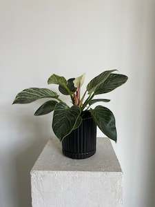 Philodendron Birkin