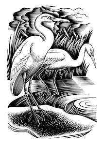 Cards Stationery: E. Mervyn Taylor - Kotuku - Card