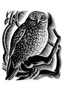 E. Mervyn Taylor - Ruru - Card