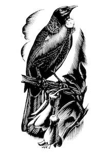 Cards Stationery: E. Mervyn Taylor - Tui - Card