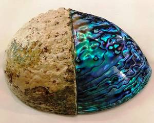 Giftware: Paua Shells