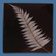 Silver Fern Glass Coasters